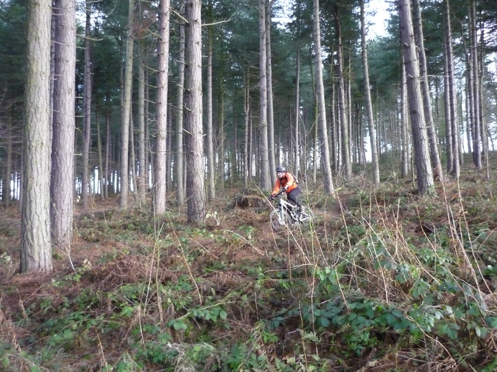 notts_woods_1_20110215_1434088583