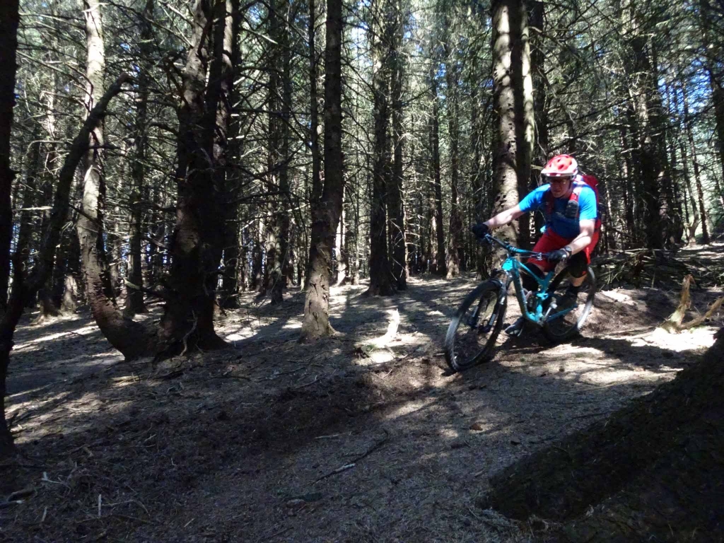 Macc Forest