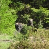 Macc Forest